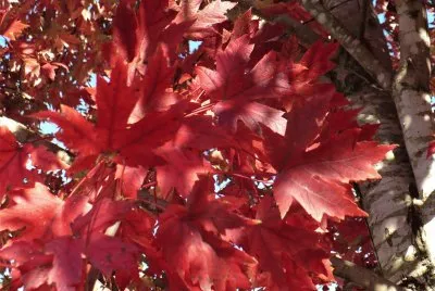 Red maple leaves3