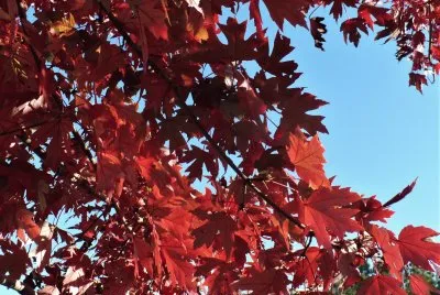 Red maple leaves4