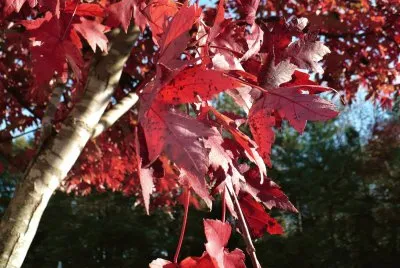 Red maple leaves5