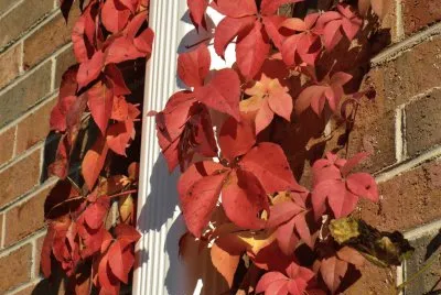Ivy2