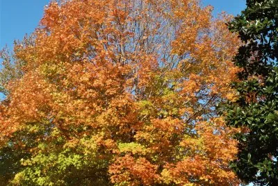 Maple and magnolia tree