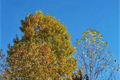 Fall trees1
