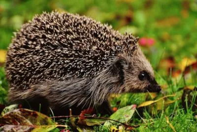 Igel