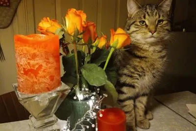 Cat and flowers