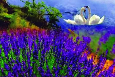 Flores