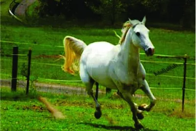 Cavalo