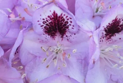 rododendro jigsaw puzzle