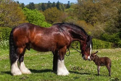 Big and little