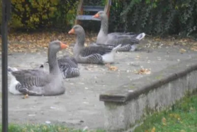 parking des oies