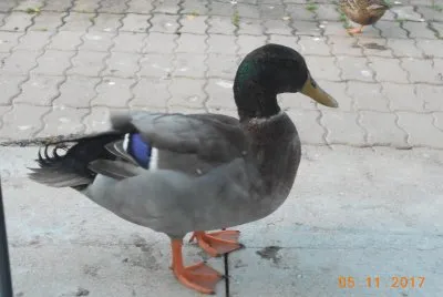 colvert