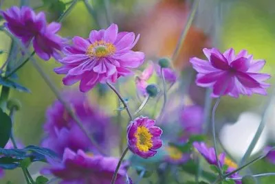imagem jigsaw puzzle