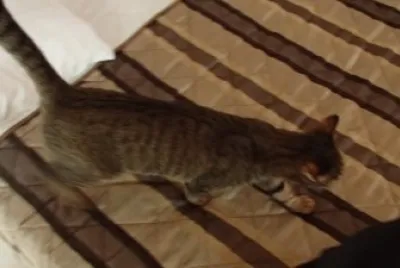 le chat