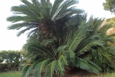 beau palmier