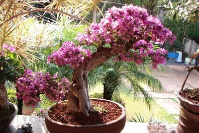 Bonsai de Buganvilha