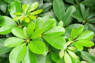 leaf