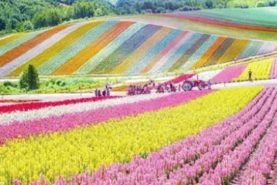 flower10 jigsaw puzzle