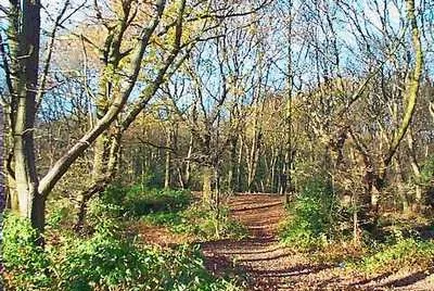 Shipley Wood