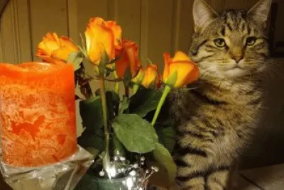 Cat, flowers and Candle