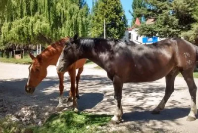 Caballos