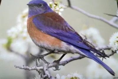miembros de la naturaleza