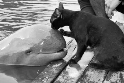 kiss