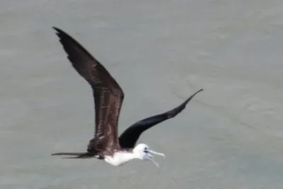 Fragata, Tesourão Grande ou Pirata