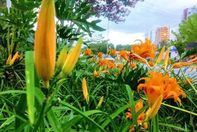 natureza