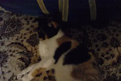 neuer Kater