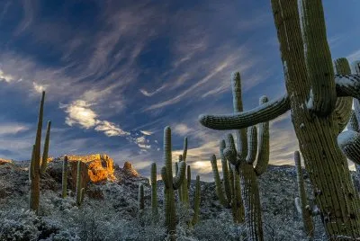 Cactus