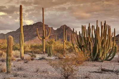 Desert