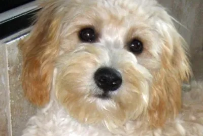 Cavapoo
