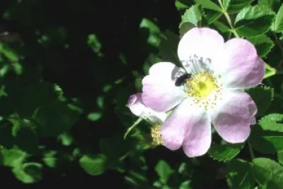 Flores en Bariloche jigsaw puzzle