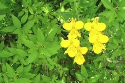 Flores en Bariloche