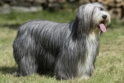 Pastore border collie