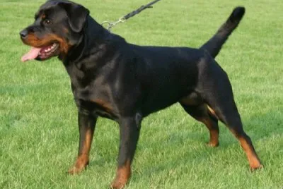 Pastore rottweiler