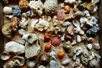 shell jigsaw puzzle