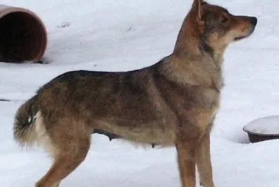 Pastore lupino del gigante jigsaw puzzle