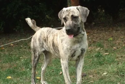 Pastore cao fila de sao miguel