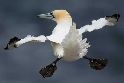 volo