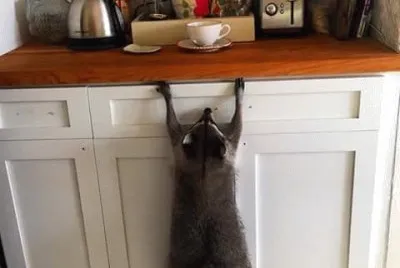 ops