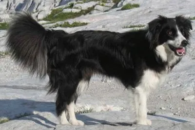 Pastore border collie