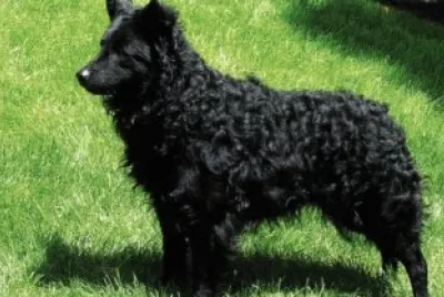 Pastore ungherese lompos