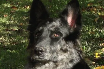 Pastore stone corners cattle