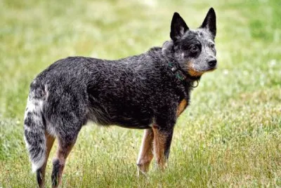 Pastore bovaro australiano