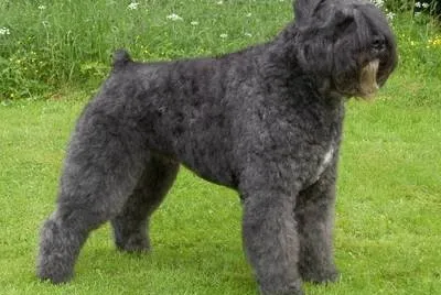 Pastore bovaro delle fiandre