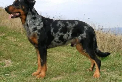 Pastore di beuce arlecchino