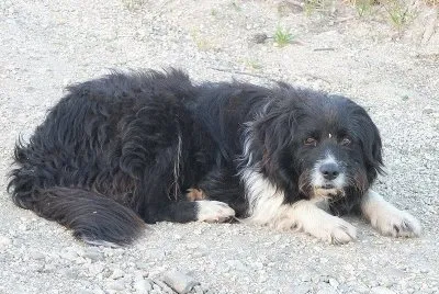 Pastore pecoraio siciliano