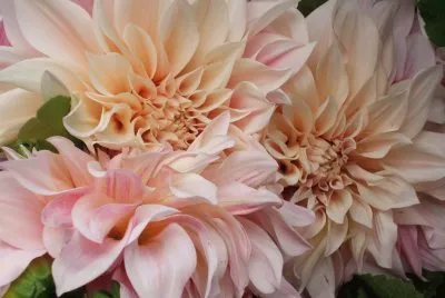 Flowers from our travels
