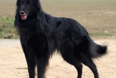 Pastore belga groenendael