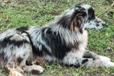 Pastore della lessinia e lagorai